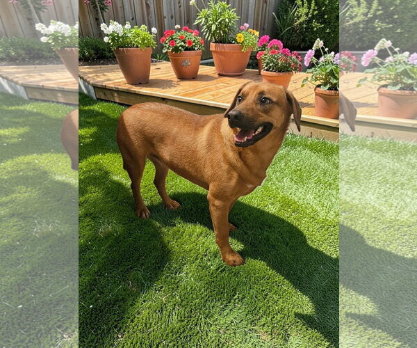Medium Photo #12 Black Mouth Cur-Unknown Mix Puppy For Sale in McKinney, TX, USA