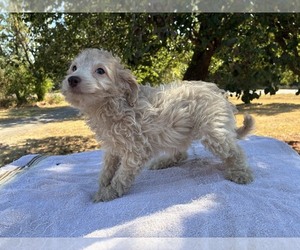 Aussiedoodle Miniature  Puppy for sale in OKLAHOMA CITY, OK, USA