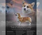 Small Photo #1 Welsh Cardigan Corgi Puppy For Sale in ELLENSBURG, WA, USA