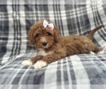 Small #6 Cavapoo