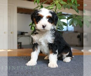 Bernedoodle (Miniature) Puppy for sale in LEOLA, PA, USA