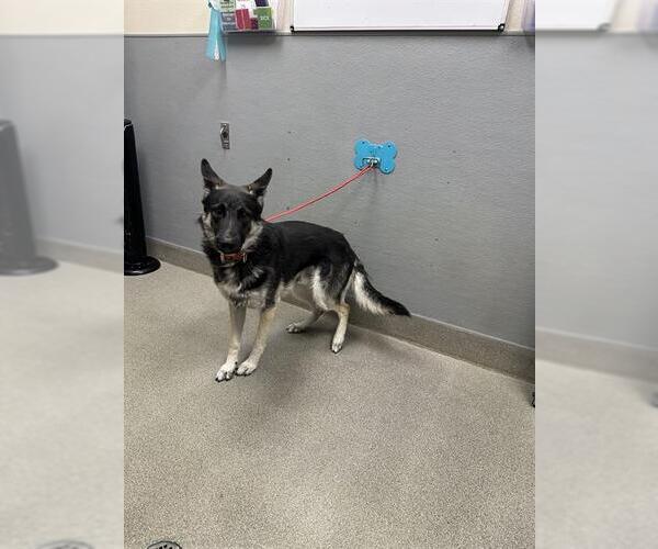 Medium Photo #1 Gerberian Shepsky Puppy For Sale in Las Vegas, NV, USA