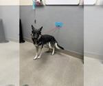 Small Gerberian Shepsky