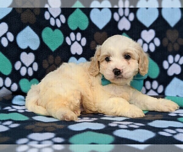 Medium Photo #5 Cavachon-Poodle (Toy) Mix Puppy For Sale in QUARRYVILLE, PA, USA