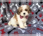 Small #3 ShihPoo