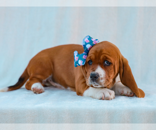 Medium Photo #2 Basset Hound Puppy For Sale in LIBERTY, KY, USA