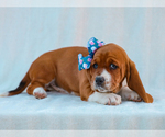 Small #1 Basset Hound
