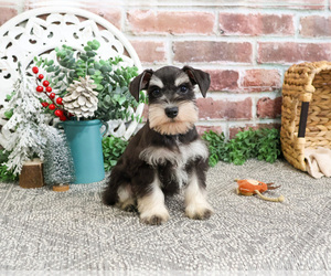 Schnauzer (Miniature) Puppy for sale in SYRACUSE, IN, USA