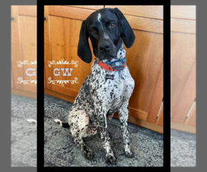 Father of the German Shorthaired Pointer puppies born on 06/05/2026
