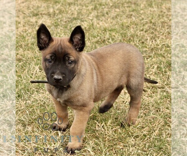 Medium Photo #3 Belgian Malinois Puppy For Sale in STRASBURG, PA, USA