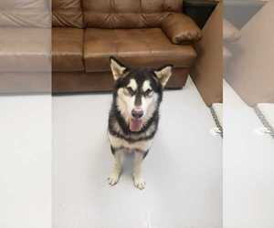 Alaskan Malamute Dogs for adoption in Mt. Gilead, OH, USA