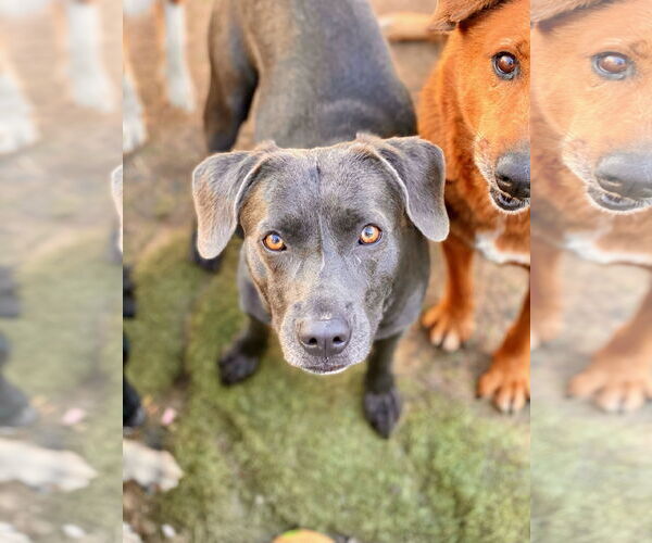 Medium Photo #4 Labmaraner Puppy For Sale in Newport Beach, CA, USA