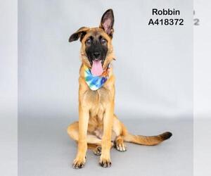 German Shepherd Dog Dogs for adoption in Conroe, TX, USA