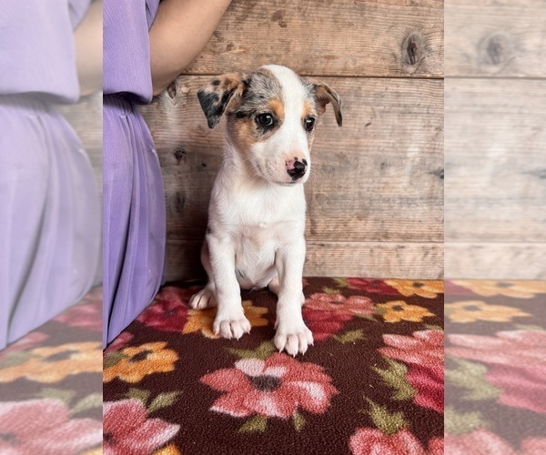 Medium Photo #7 Miniature Australian Shepherd-Mutt Mix Puppy For Sale in VERMONTVILLE, MI, USA