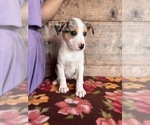 Small #6 Miniature Australian Shepherd-Mutt Mix