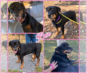 Rottweiler Dogs for adoption in Blacksburg, SC, USA