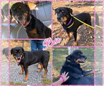 Rose - Female Rottweiler Dog for Adoption - Small photo
