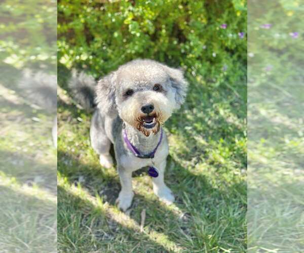 Medium Photo #2 Mutt Puppy For Sale in Pittsburg, CA, USA