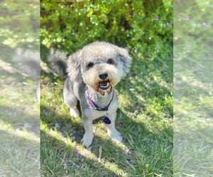 *Little Wolf Camp - Male Mutt Dog for Adoption - Photo #2