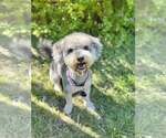 Small #1 Mutt