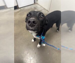 Whippet Dogs for adoption in Rosenberg, TX, USA