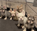 Small French Bulldog