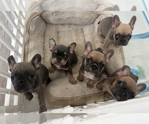 French Bulldog Litter for sale in PERRIS, CA, USA