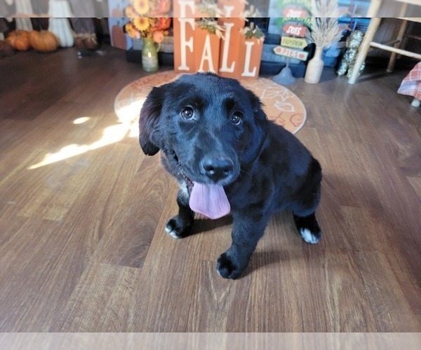Medium Photo #37 Golden Mountain Dog Puppy For Sale in BLACK FOREST, CO, USA