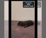 Small Photo #2 Yorkshire Terrier Puppy For Sale in TUCSON, AZ, USA