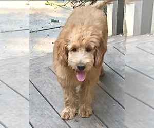 Goldendoodle-Poodle (Miniature) Mix Puppy for sale in CHATHAM, PA, USA