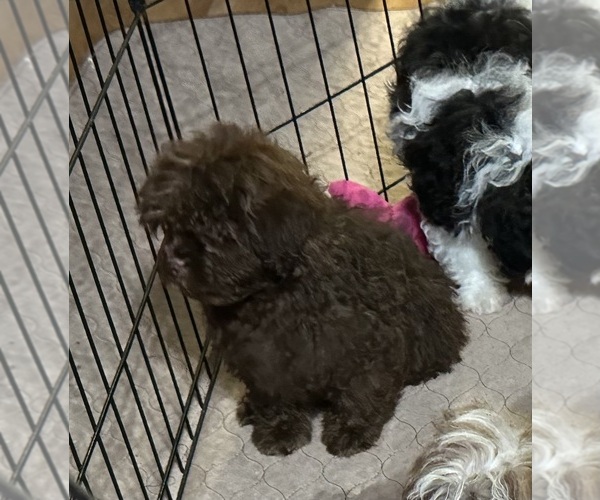 Medium Photo #4 Shih-Poo Puppy For Sale in GLOUCESTER, VA, USA
