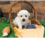 Puppy Slinky Labrador Retriever