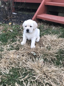 Medium Photo #3 Labrador Retriever Puppy For Sale in CAMBY, IN, USA