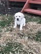 Small Photo #3 Labrador Retriever Puppy For Sale in CAMBY, IN, USA