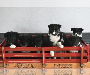 Border-Aussie Puppy for sale in MILLERSBURG, OH, USA