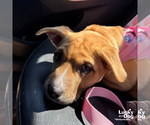 Small #8 Labrador Retriever Mix