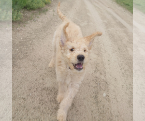 Goldendoodle Puppy for sale in PEYTON, CO, USA