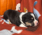Puppy Teetee Pembroke Welsh Corgi