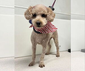 Poodle (Miniature) Dogs for adoption in Sioux Falls, SD, USA