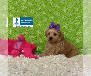 Miniature Schnauzzie-Poodle (Toy) Mix Puppy for sale in WINNSBORO, LA, USA