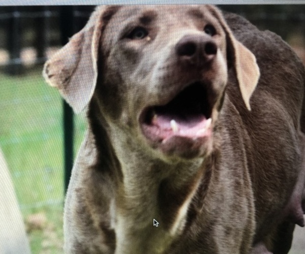 Medium Photo #1 Labrador Retriever Puppy For Sale in KNOXVILLE, GA, USA