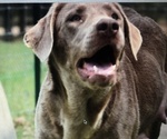 Small Photo #1 Labrador Retriever Puppy For Sale in KNOXVILLE, GA, USA