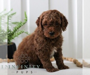Goldendoodle (Miniature) Puppy for sale in LANCASTER, PA, USA