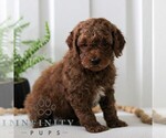 Small Goldendoodle (Miniature)