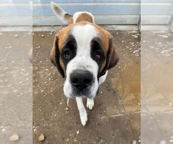 Medium Photo #2 Saint Bernard-Unknown Mix Puppy For Sale in Calgary, Alberta, Canada