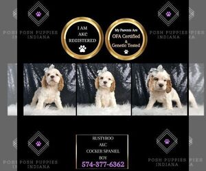 Cocker Spaniel Puppy for sale in WARSAW, IN, USA