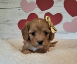 Small #3 Cavapoo (Miniature)