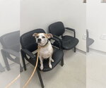 Small #6 American Pit Bull Terrier-Chihuahua Mix