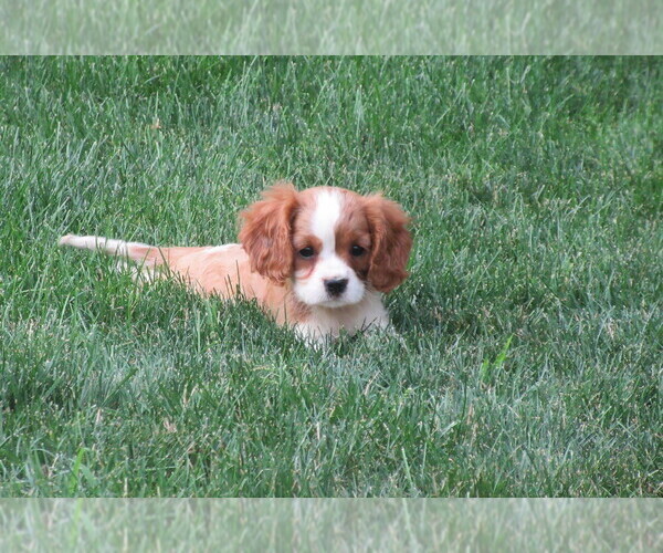 Medium Photo #3 Cavalier King Charles Spaniel Puppy For Sale in REINHOLDS, PA, USA