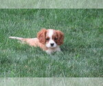 Small Photo #3 Cavalier King Charles Spaniel Puppy For Sale in REINHOLDS, PA, USA